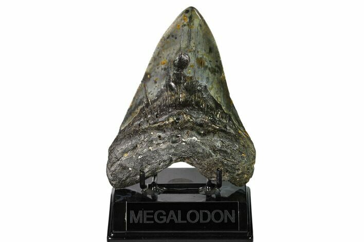 Fossil Megalodon Tooth - North Carolina #149412